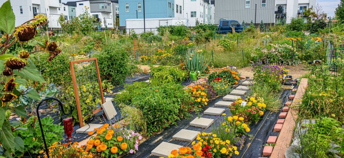 community garden in neighborhood